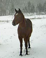Pferd im Winter 
