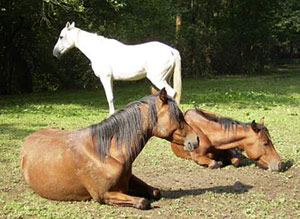Auch Pferde ruhen sich gerne aus...